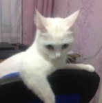 meowmeow inc