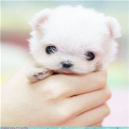 Cute puppy Roblox decal