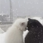 Awwdollz!