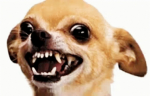 치와와 연합