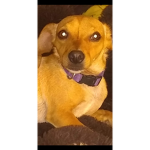 Pluto yaria