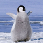 The Group Where Penguin Gives his Friends Robux