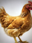 CHICKEN GANG_