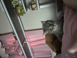 MeowMemmie