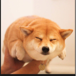 wehrbhjsejfsefwe