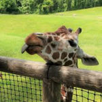 The Giraffe Group :)