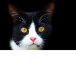 Gremlins(cats)