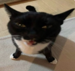 Cats Empire United