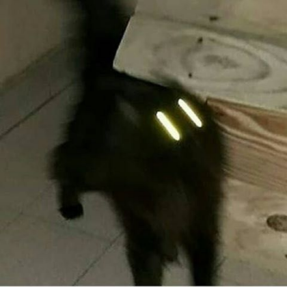 Cursed Cat Roblox decal