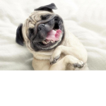 DOGS RUIE