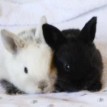 serenne' Group Thumbnail