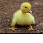Duck_judys