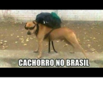 Família tigrinho