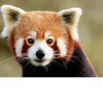 HI ANImALS