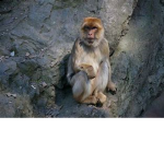 dat monkeyyyyy gang