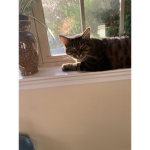 Best cats here