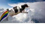!Colorful cows!