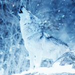 the real wolf