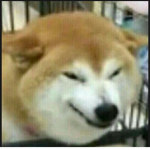 Doge's Sweatshop Clothing