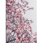 - PPink blossom -