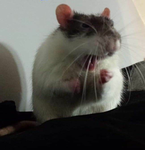 - The Official Rat Clan -