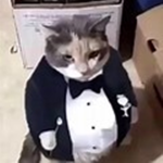gato167366