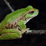 Cafhelp's frog