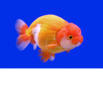 Fish Life fish keeping