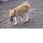 cats for good