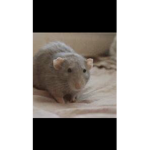 rat supporters