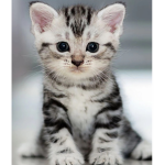 Fashion kittys ;)