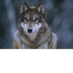 wolvecakes fan group on YT