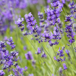 Lavleysssss Lavendel xD