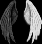 Wings of passion