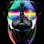 amazing puggos
