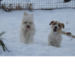Typic And Kale Comunity