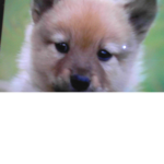 Hello my name is väinö