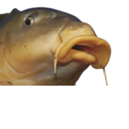 Carp Donator