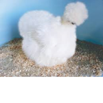 Silk ie Chickens