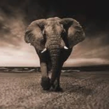 Caramelephant Shenanigans Roblox group icon