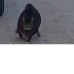 running cat game lol