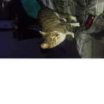 Team cat real team cat