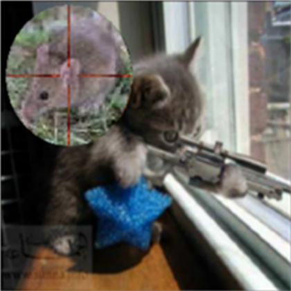 cat Roblox decal