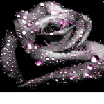 Rose's | かわいい
