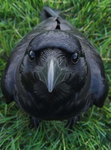 The bird garden