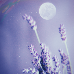 °✧°