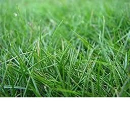 Grass T o w n