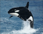 Orca Club