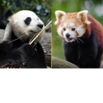Anime and panda squad