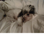 only won cute puppy...